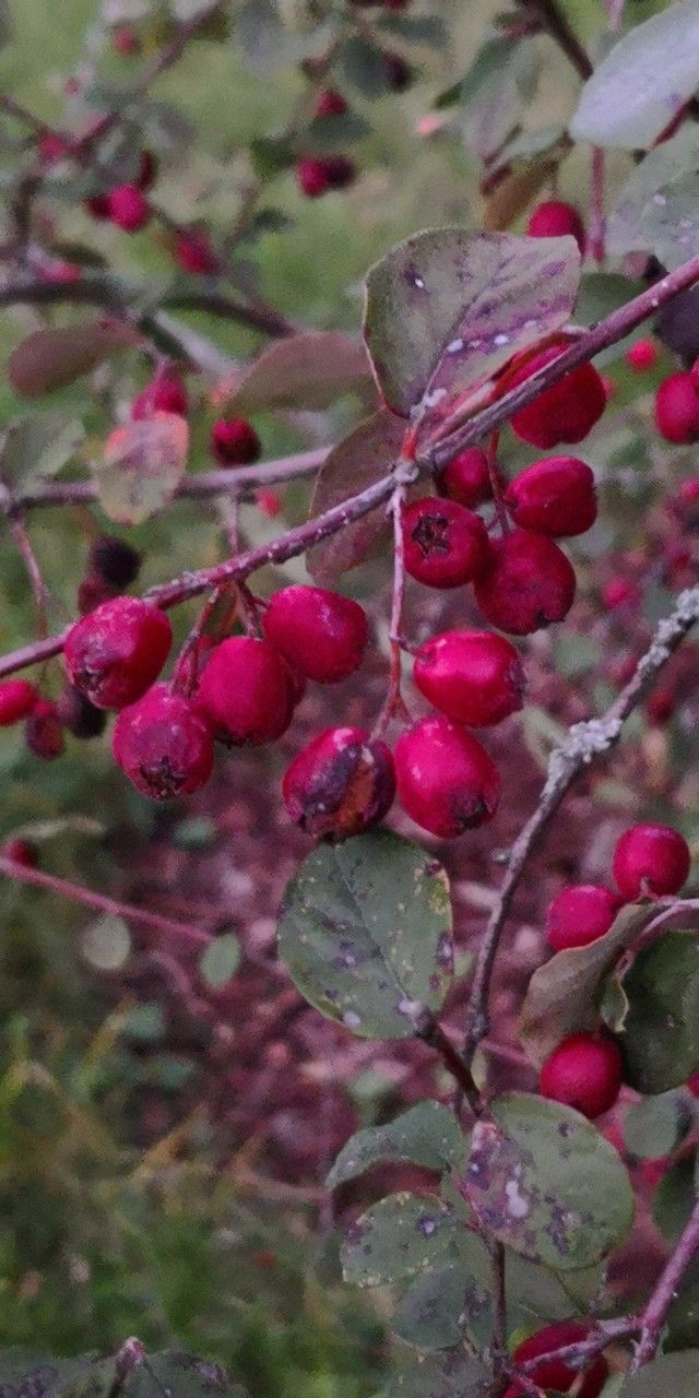Cotoneaster zabelii fruit