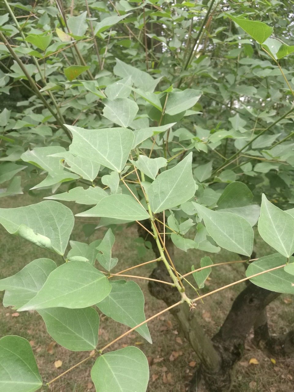 Erythrina corallodendron — search result for 'Erythrina'