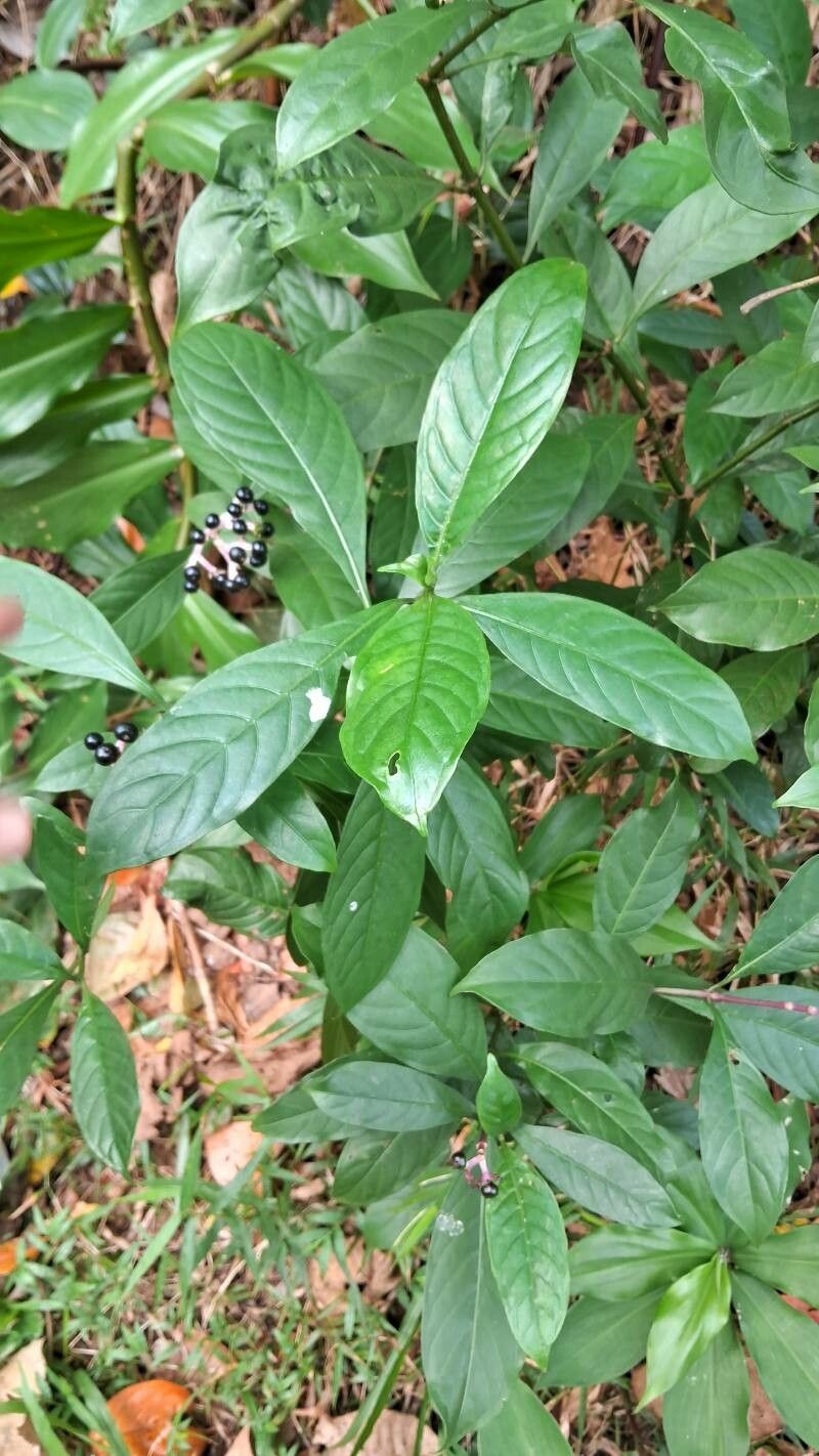 Chassalia curviflora — houseplant care guide