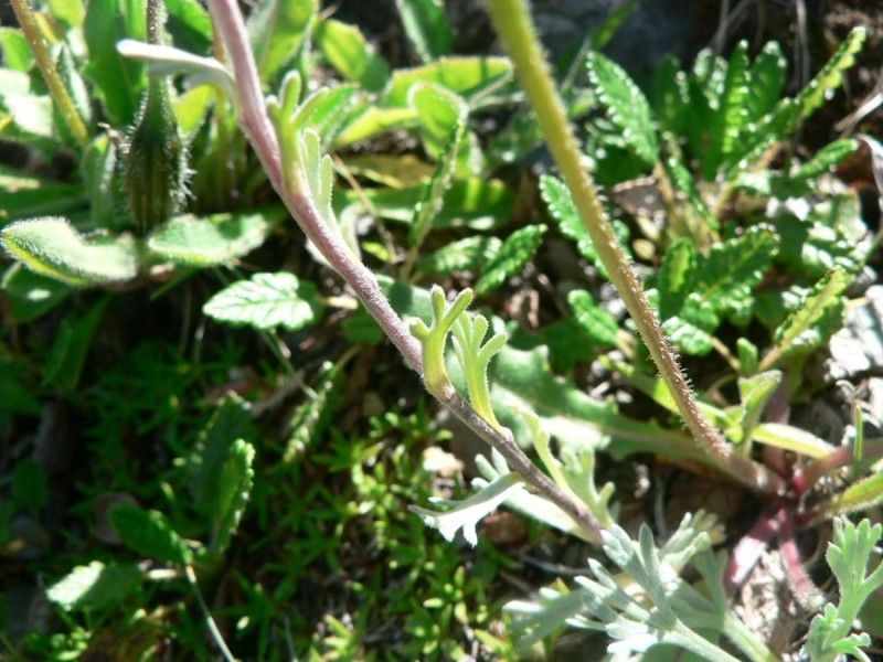 Artemisia eriantha leaf