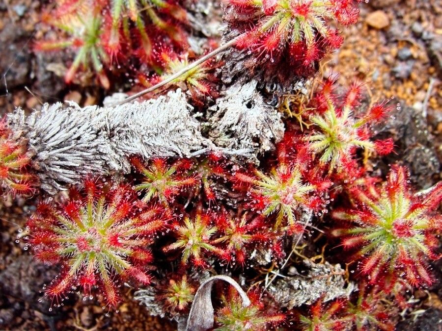 Drosera spatulata flower