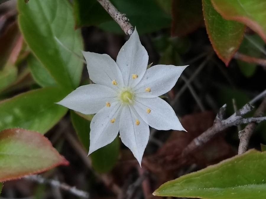 Trientalis borealis flower
