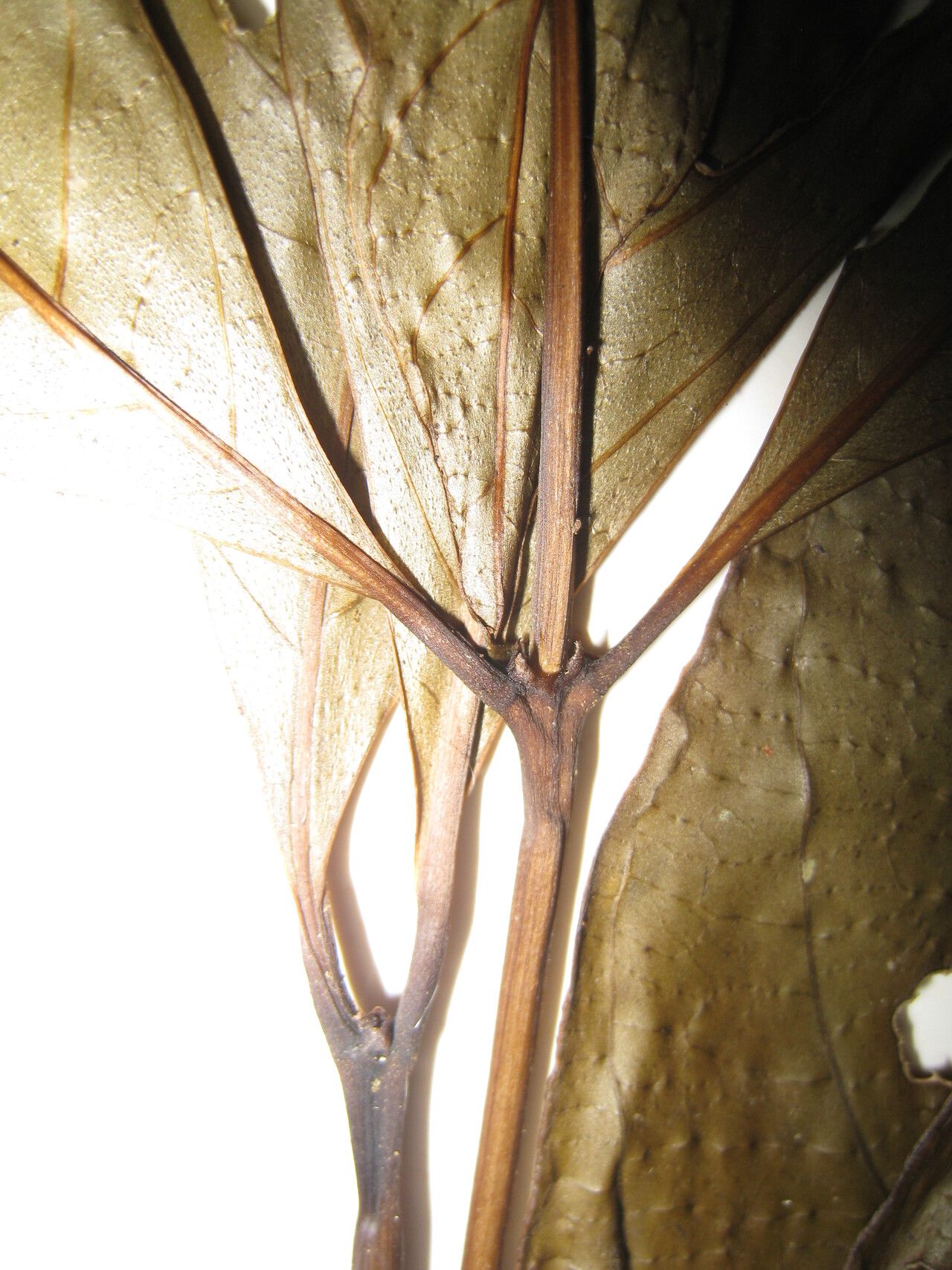 Palicourea croceoides other