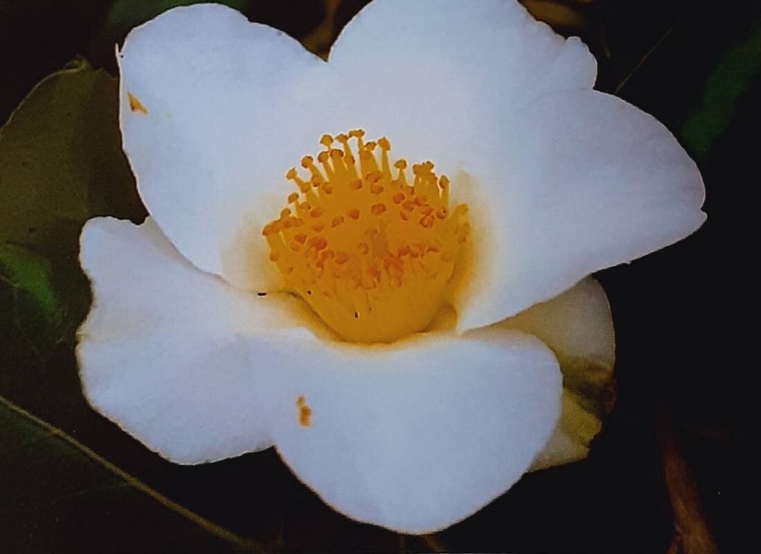 Camellia × williamsii — search result for 'Camellia'