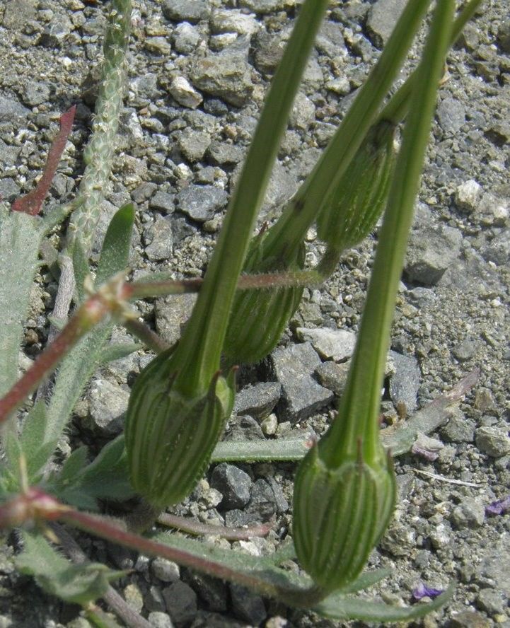 Erodium gruinum fruit