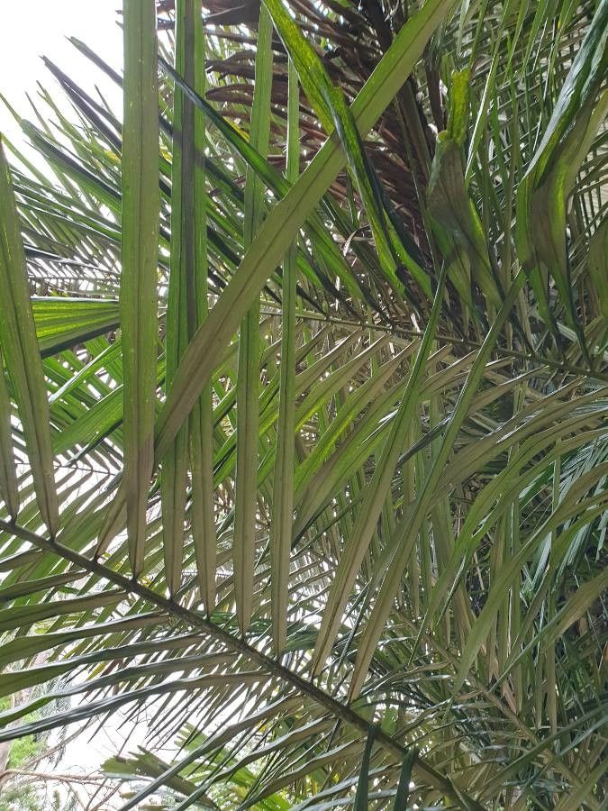 Arenga obtusifolia leaf