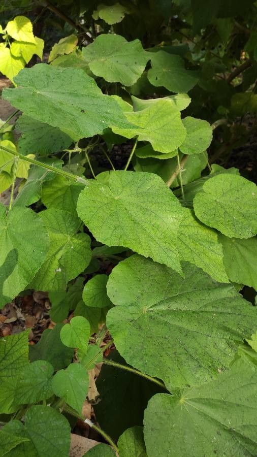 Abutilon peruvianum — search result for 'Abutilon'
