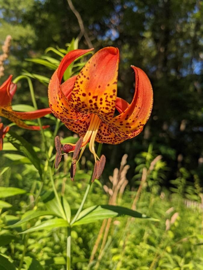 Lilium michiganense flower