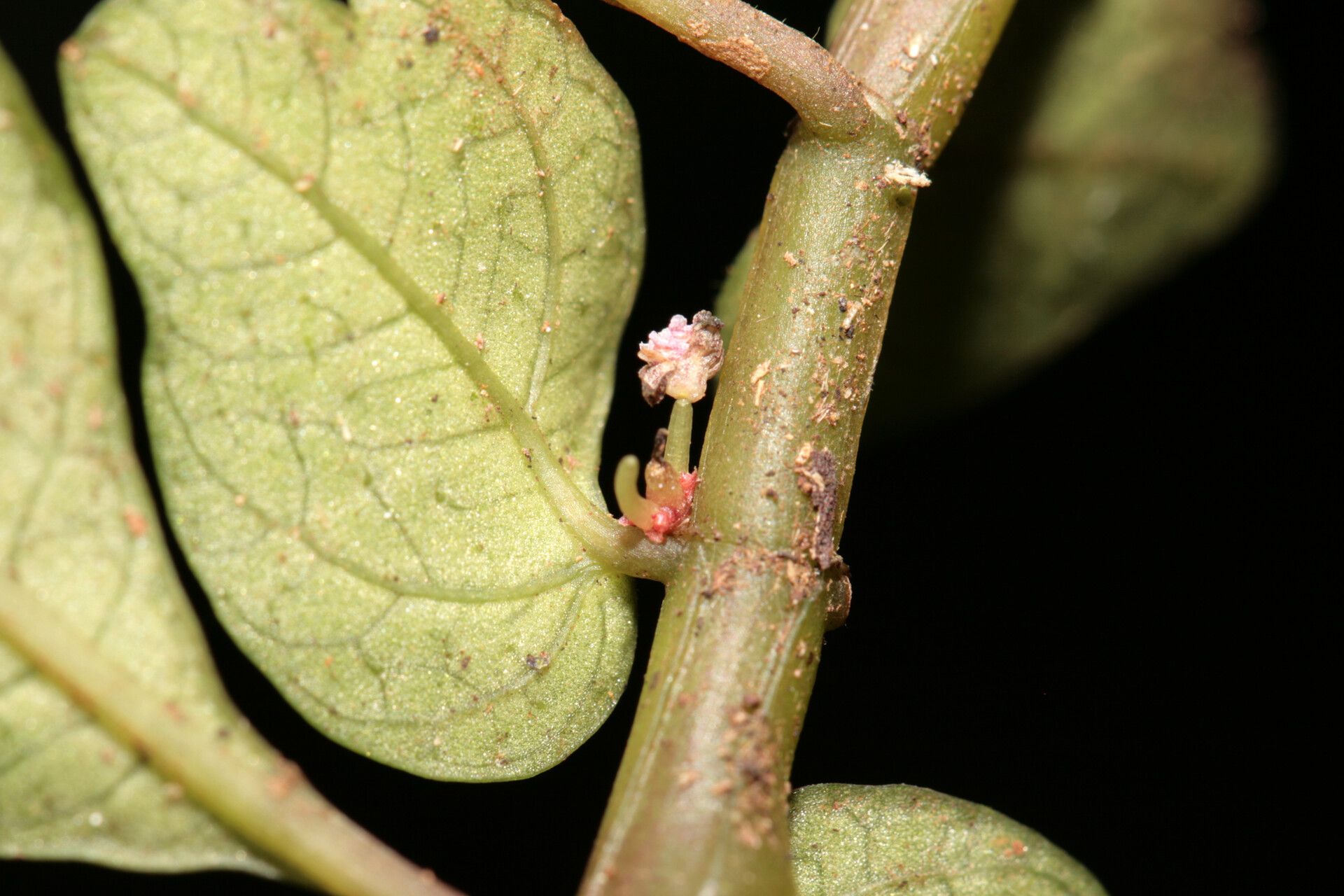 Pilea imparifolia flower