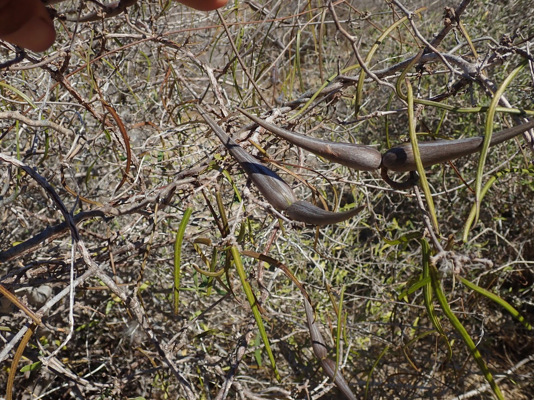 Secamone geayi — houseplant care guide