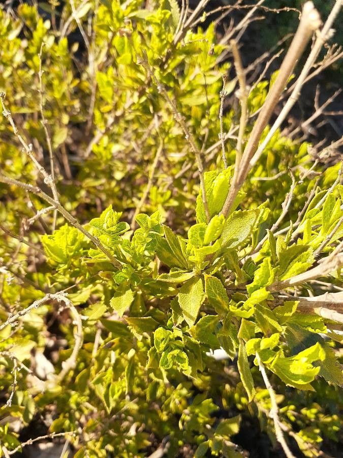 Salvia chamelaeagnea leaf