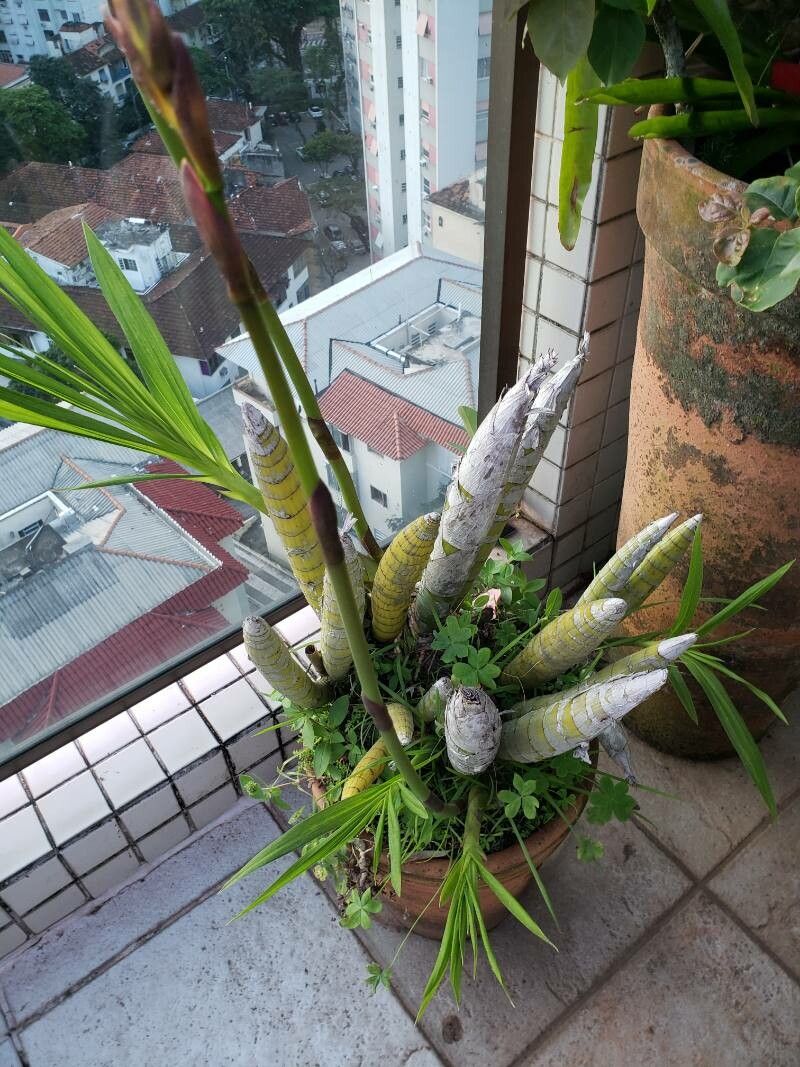 Cyrtopodium andersonii habit