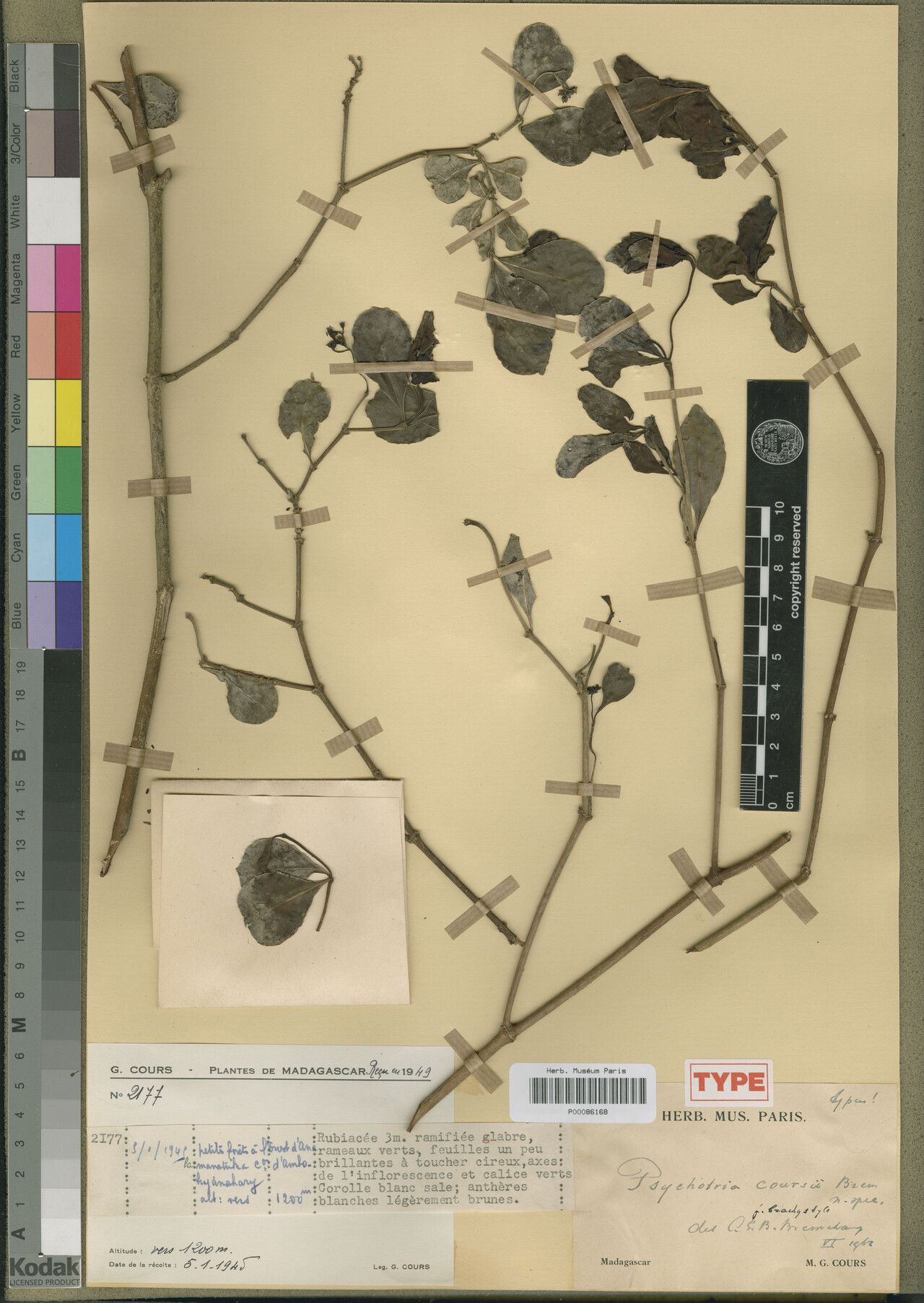 Psychotria coursii — houseplant care guide