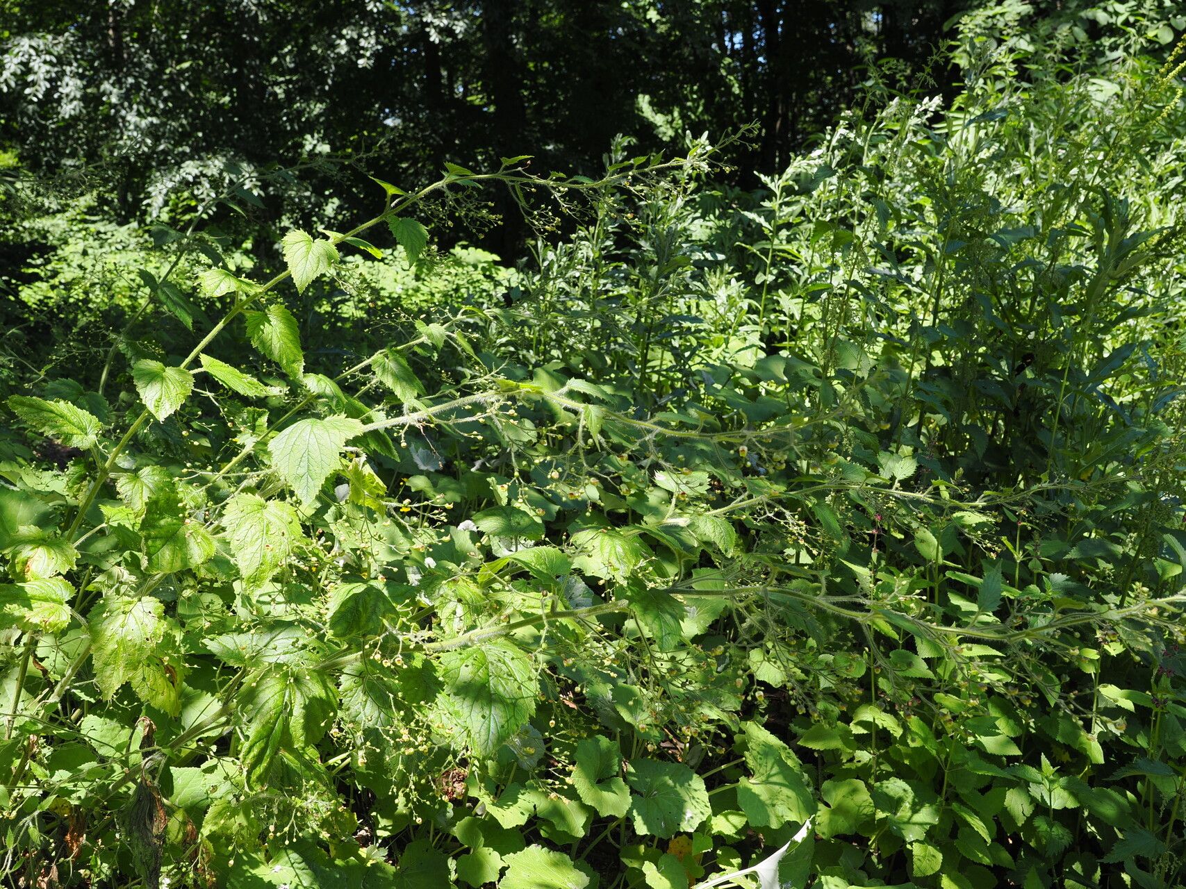 Scrophularia divaricata habit