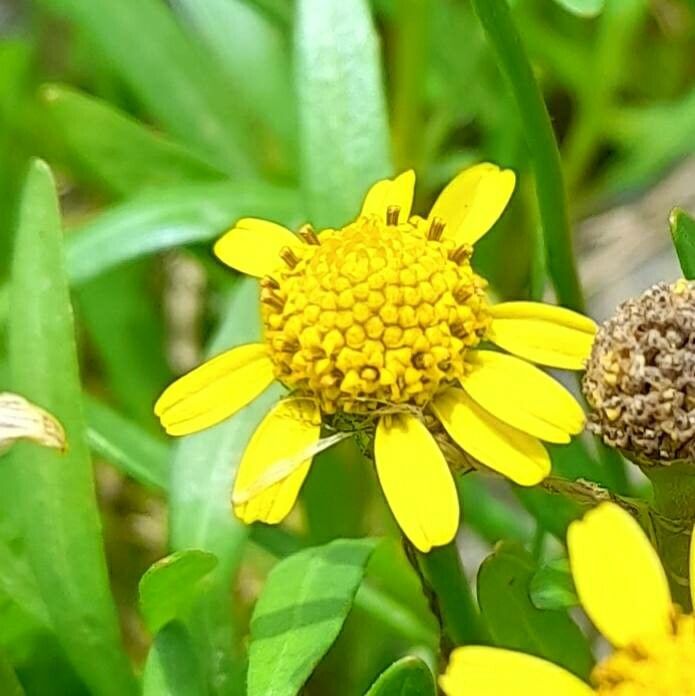 Acmella decumbens flower