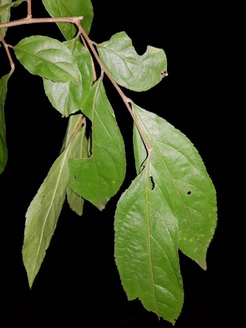 Casearia aculeata — related species from the same genus