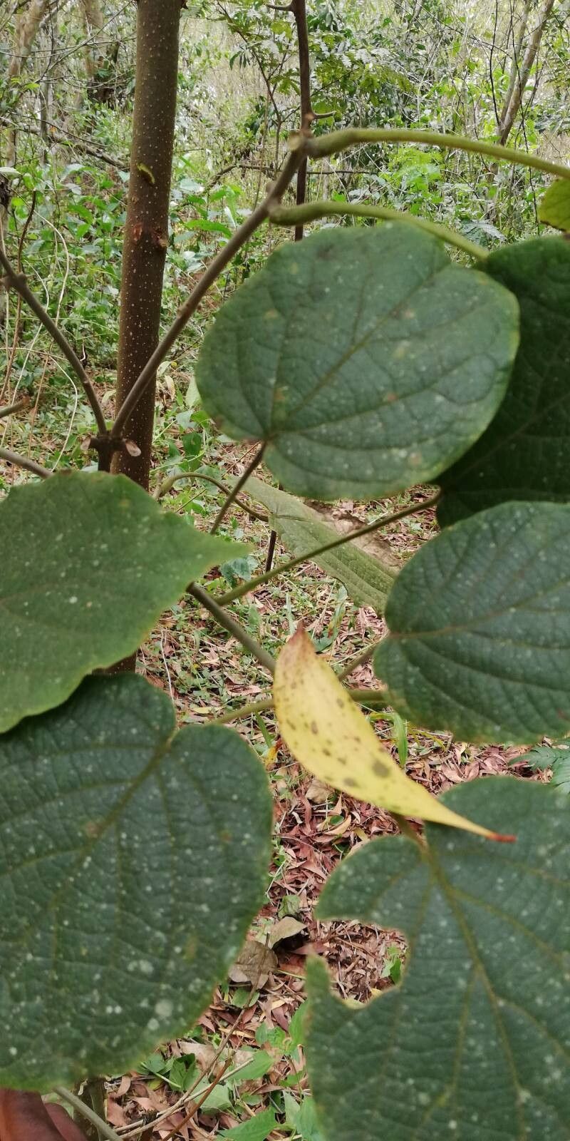 Clerodendrum welwitschii leaf