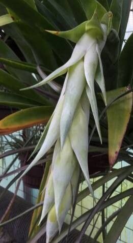 Tillandsia pamelae — houseplant care guide