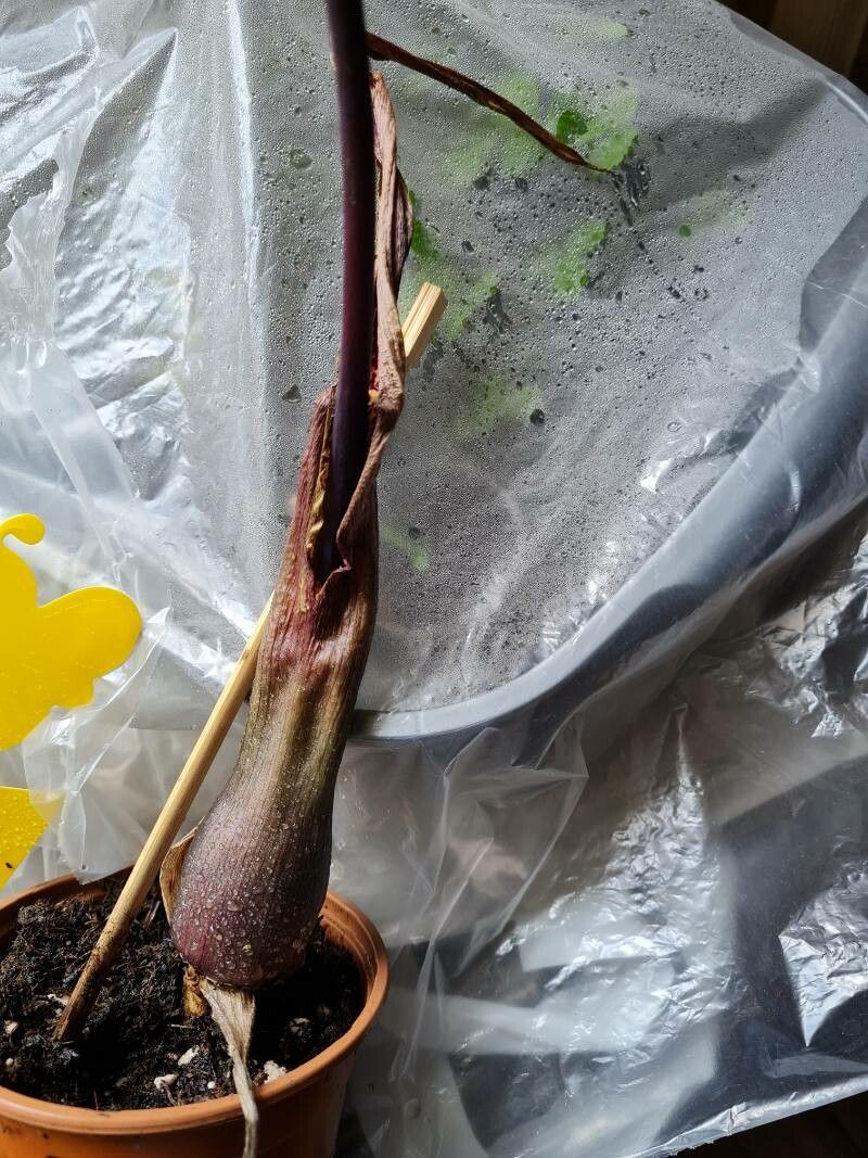 Biarum tenuifolium bark