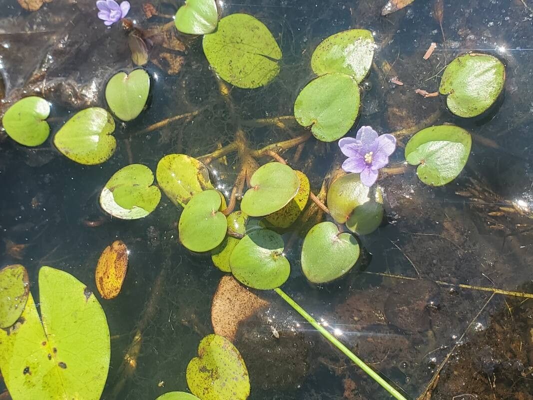 Eichhornia diversifolia flower