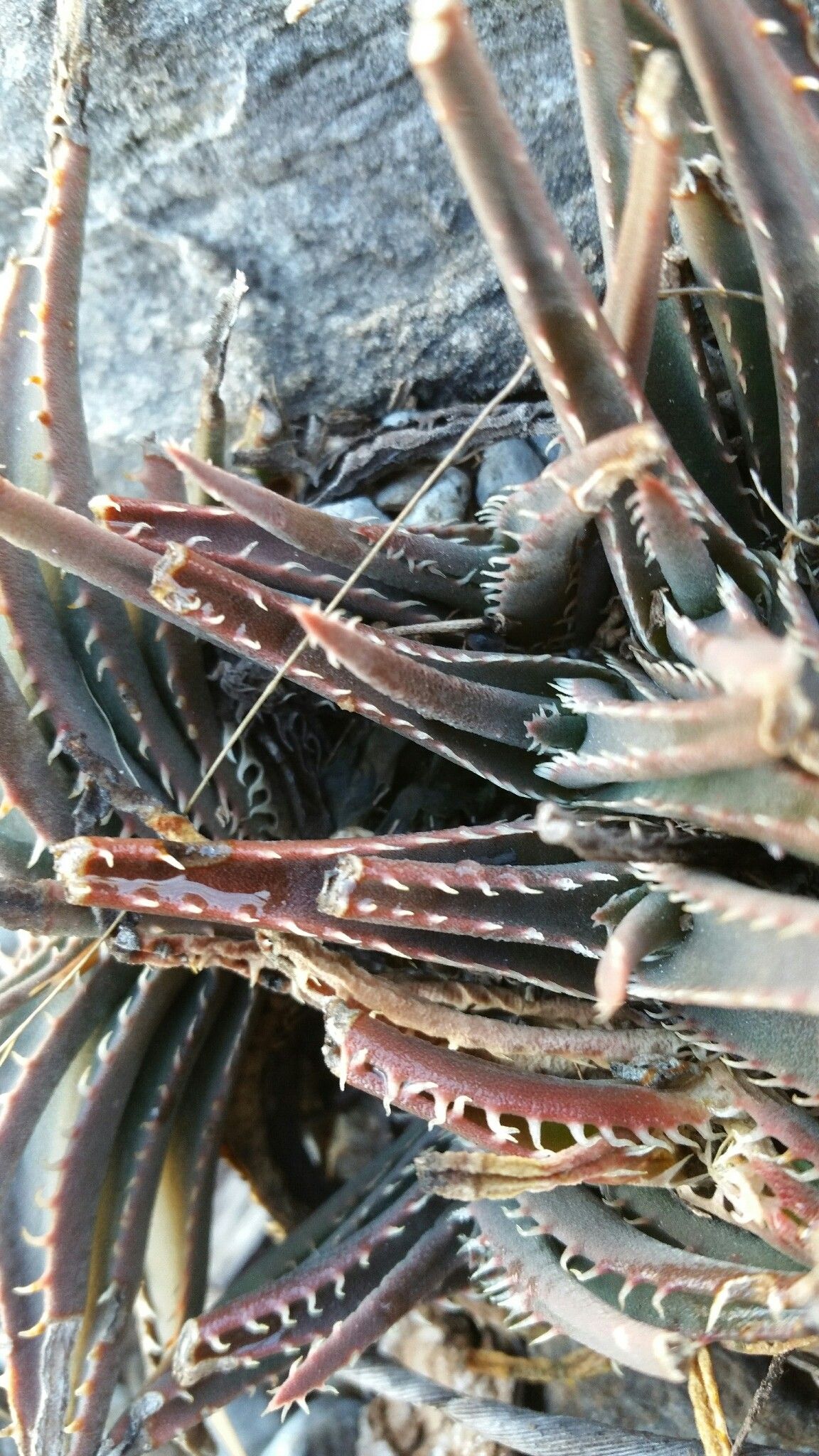 Aloe calcairophila — houseplant care guide