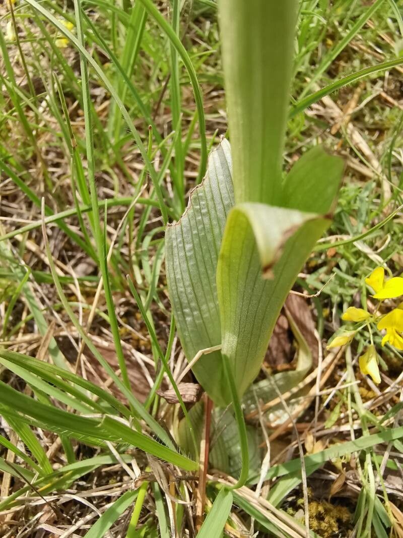 Ophrys fuciflora — search result for 'Orchidaceae'