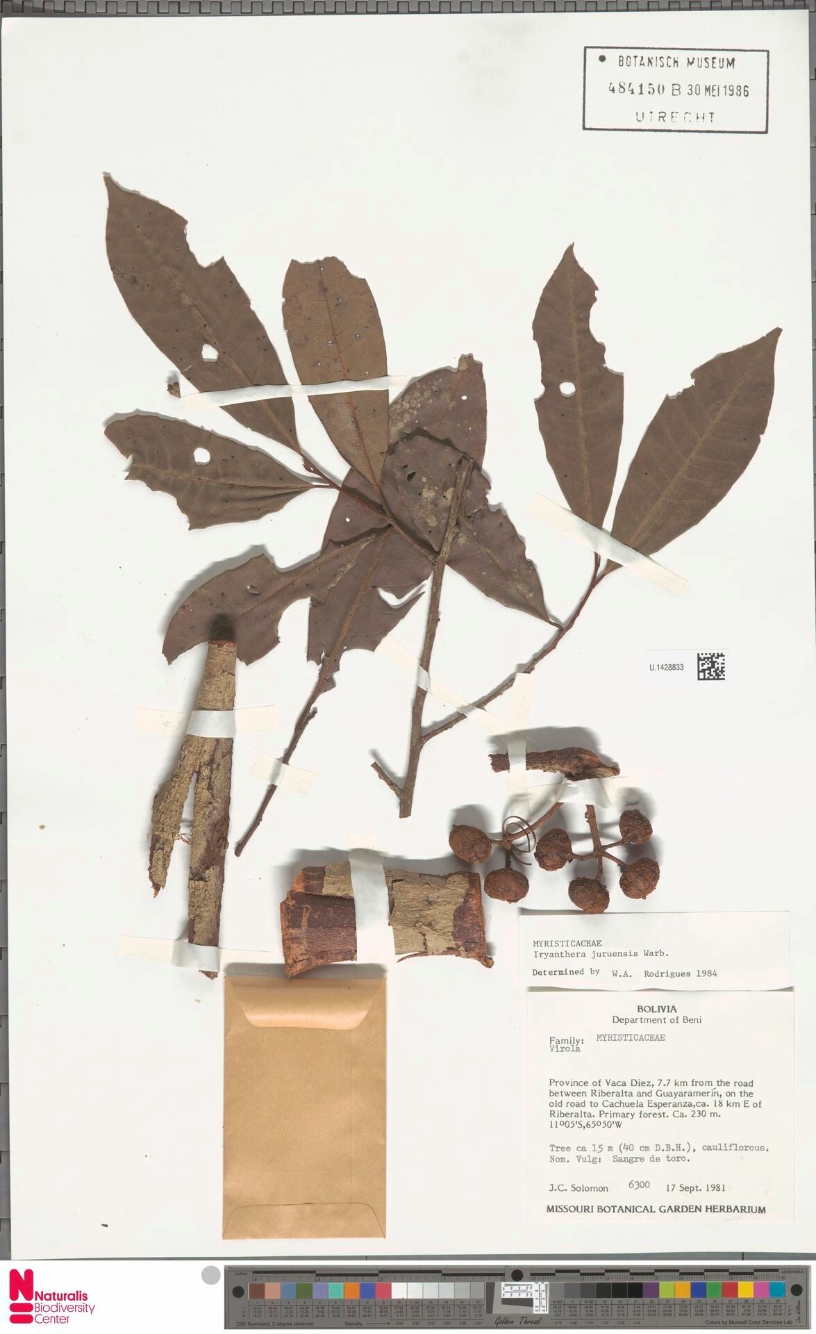 Iryanthera juruensis fruit