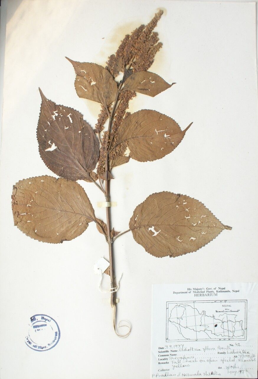 Elsholtzia flava other