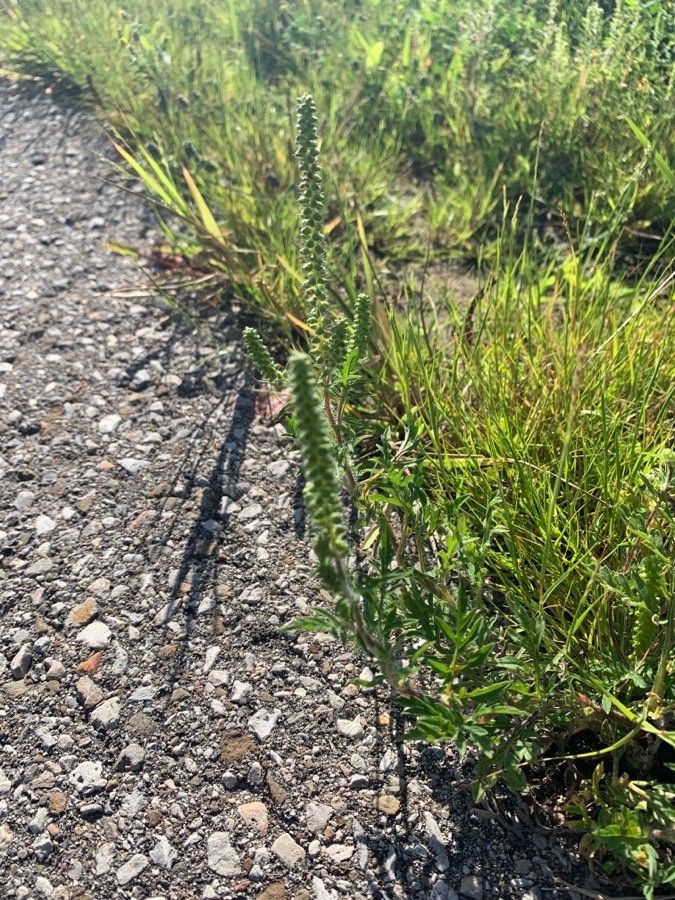 Ambrosia psilostachya