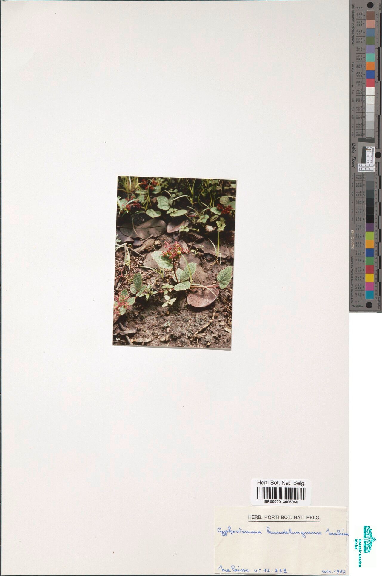 Cyphostemma kundelunguense — houseplant care guide