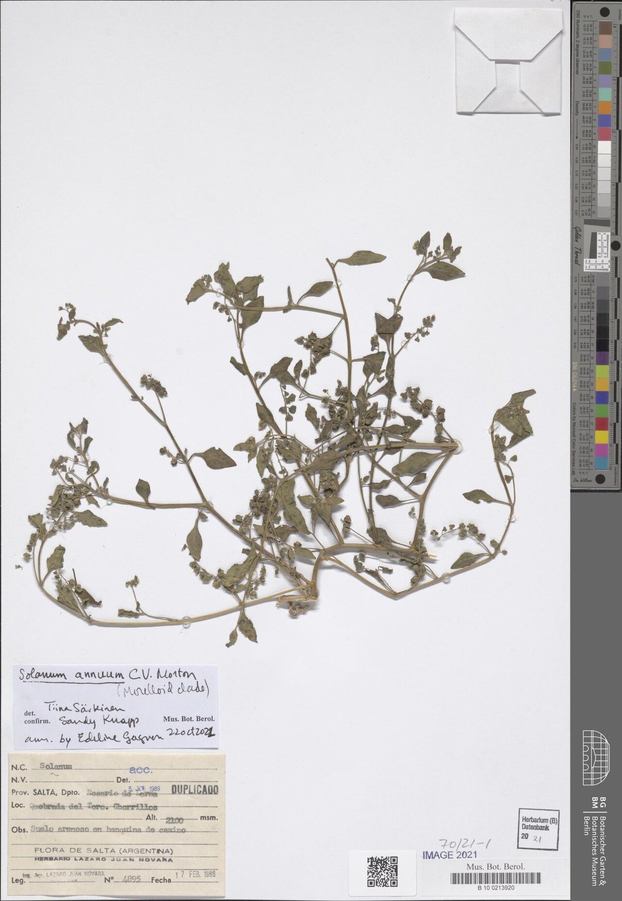 Solanum annuum — houseplant care guide