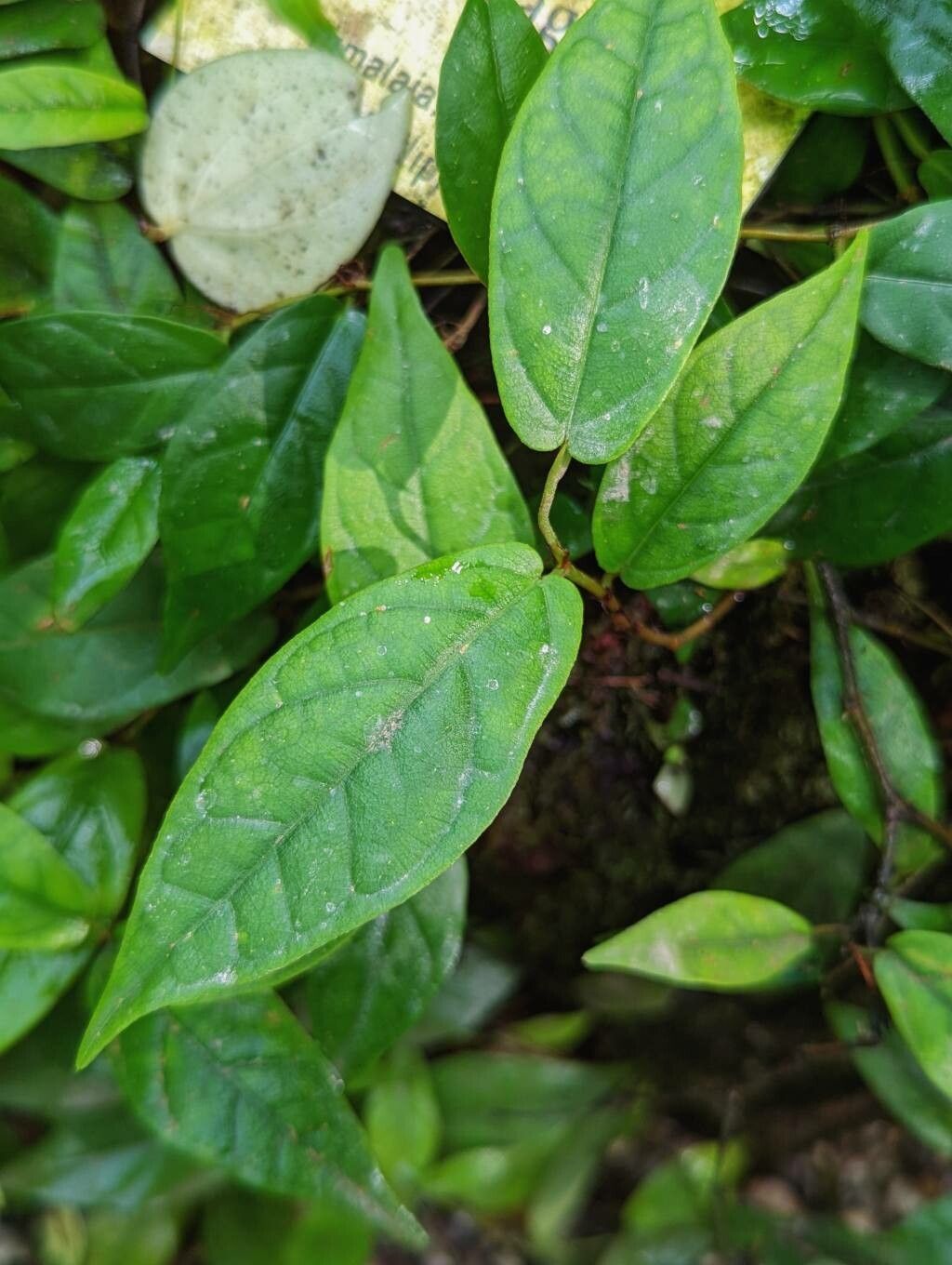 Ficus sagittata leaf