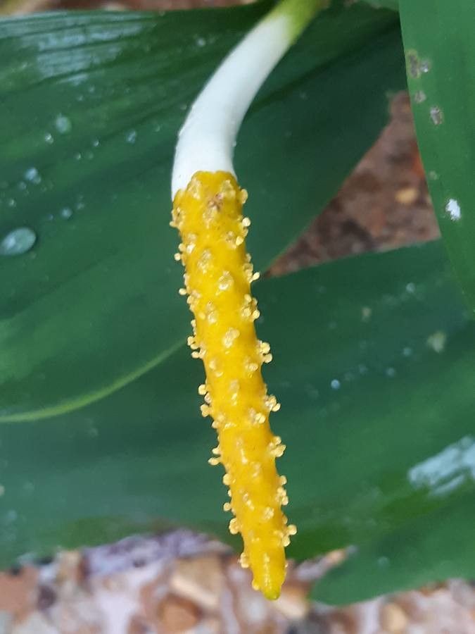 Orontium aquaticum fruit
