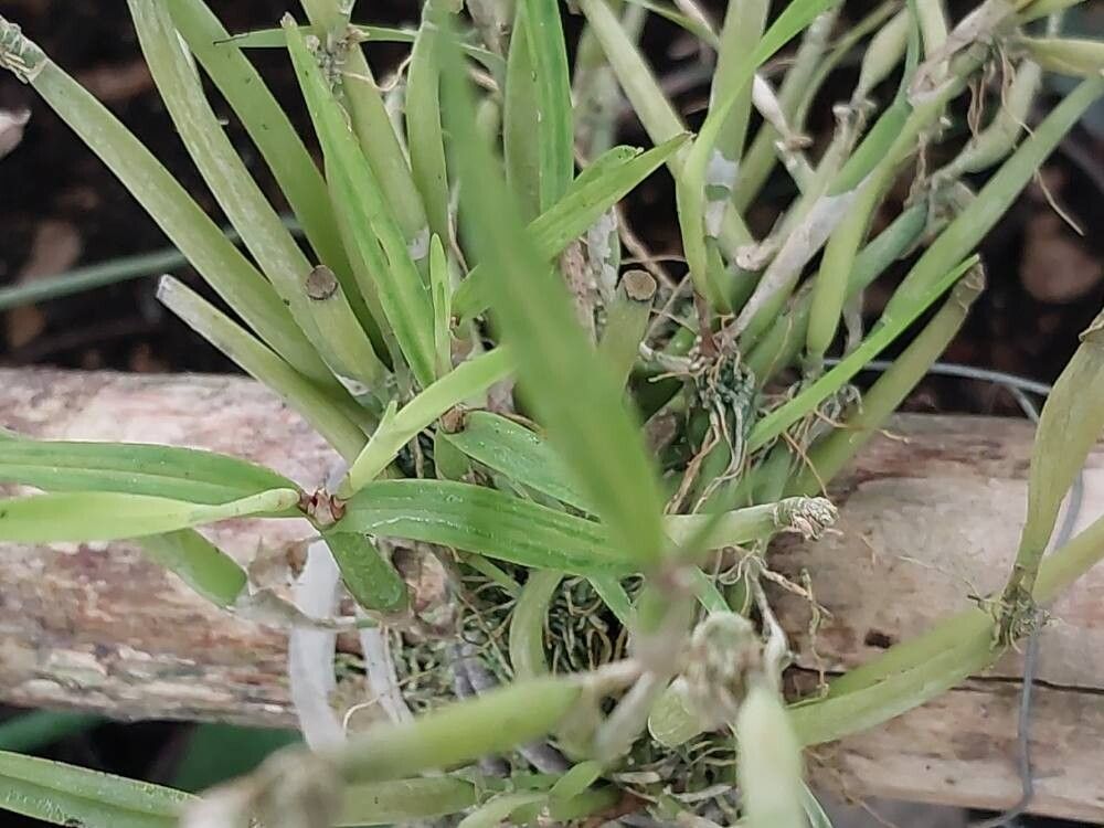 Scaphyglottis fasciculata — houseplant care guide