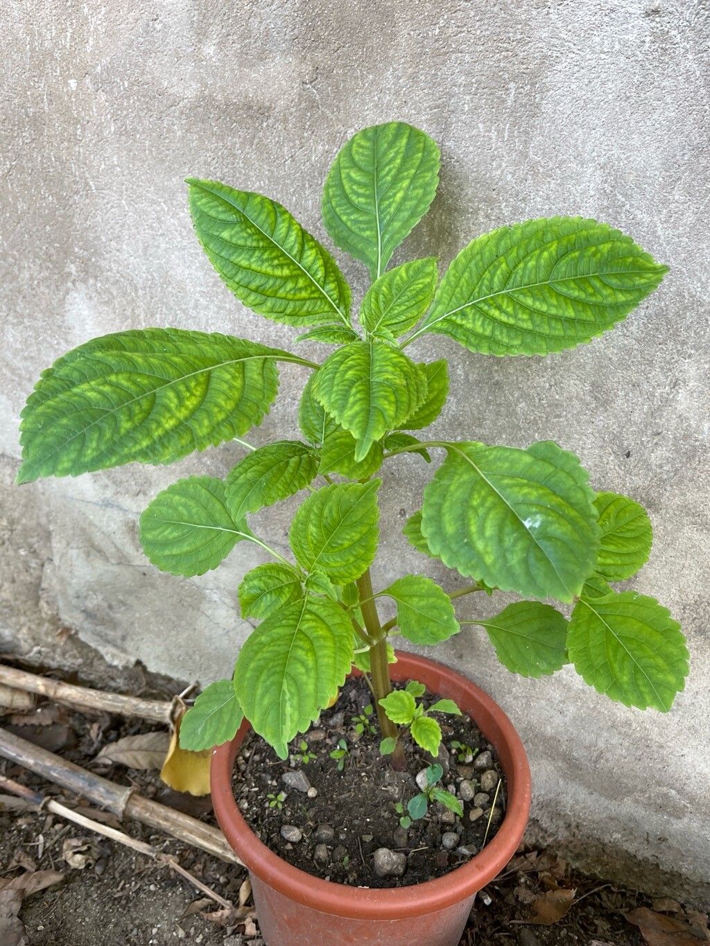 Impatiens scabrida — houseplant care guide