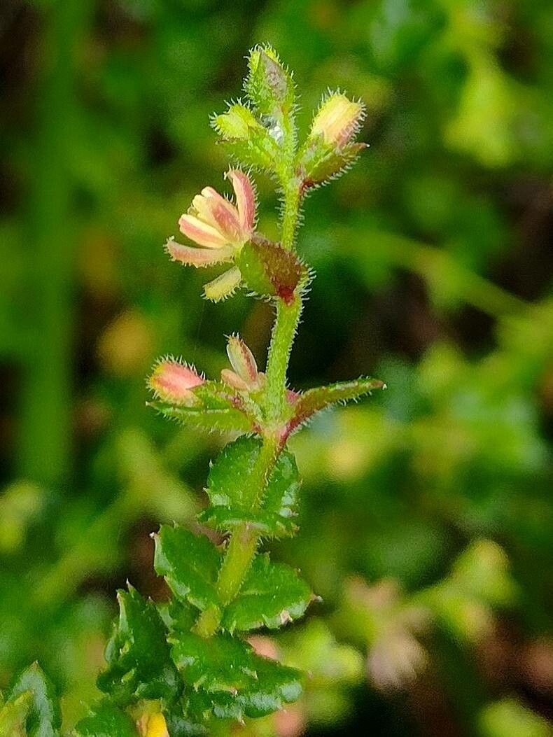 Gonocarpus teucrioides flower