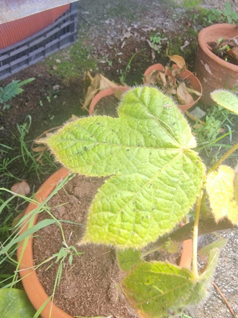 Dombeya cacuminum leaf