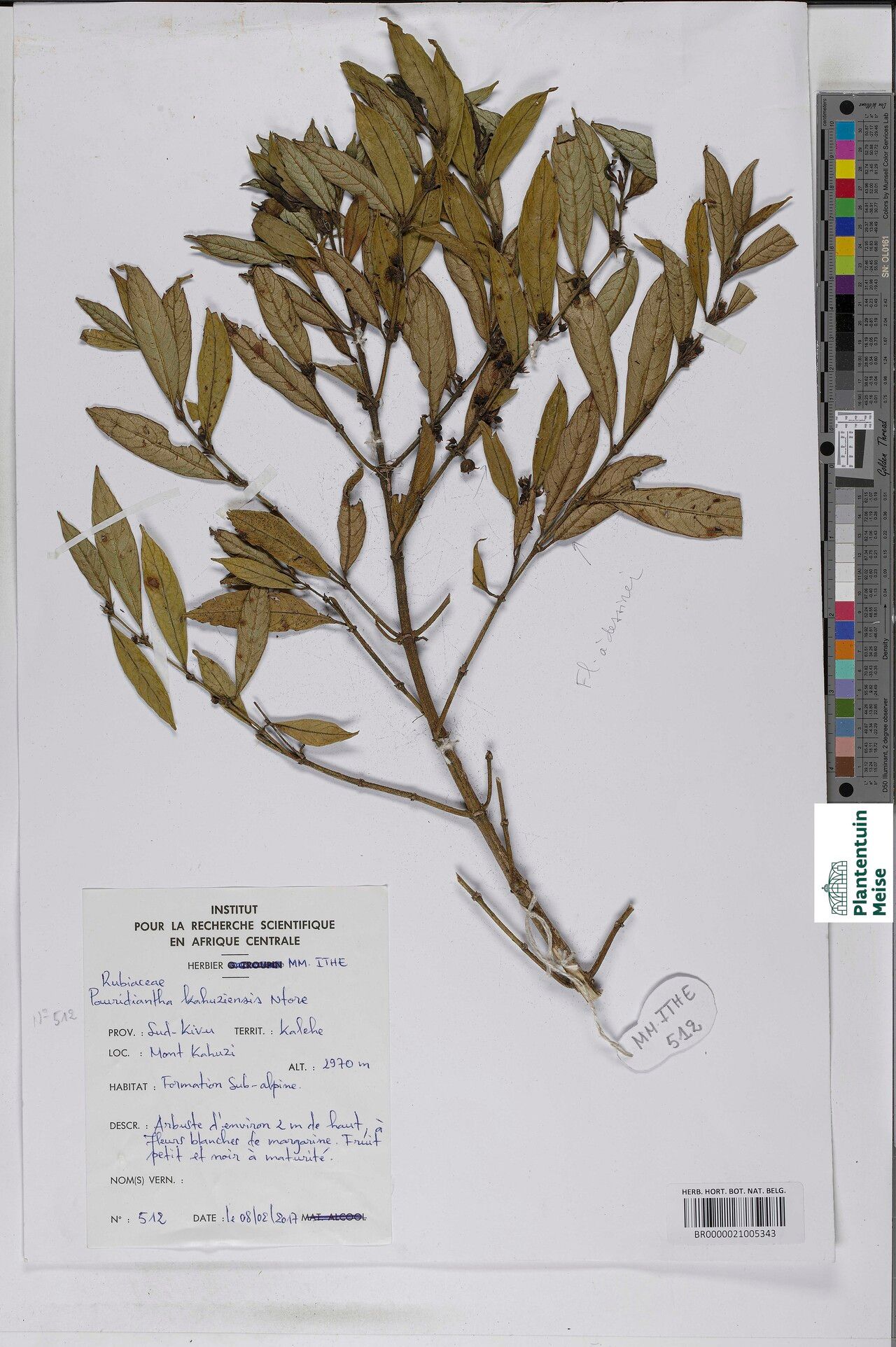 Pauridiantha kahuziensis — houseplant care guide