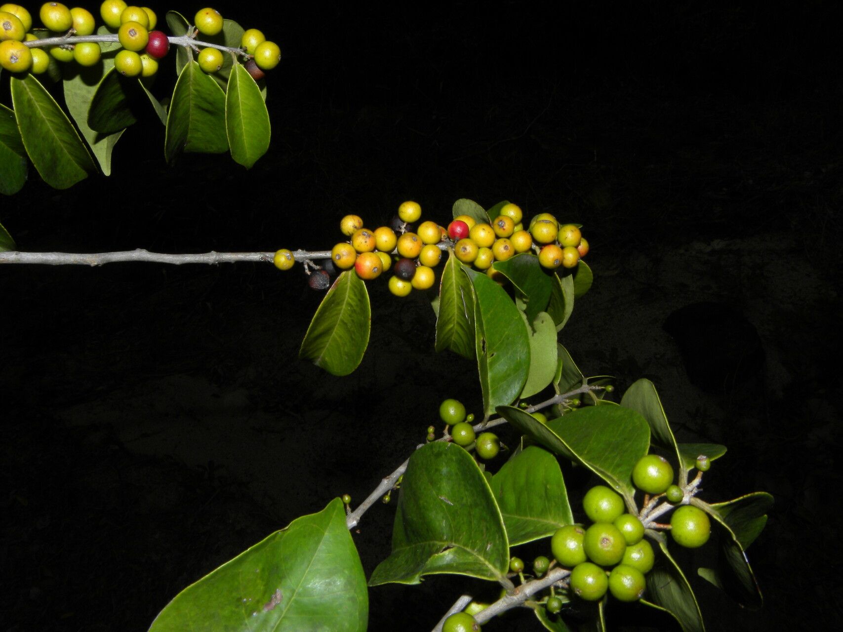 Eugenia acapulcensis fruit