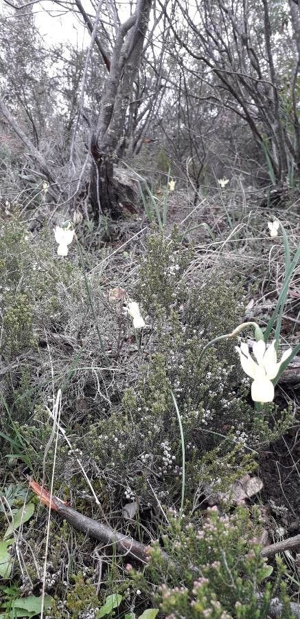 Narcissus cernuus flower