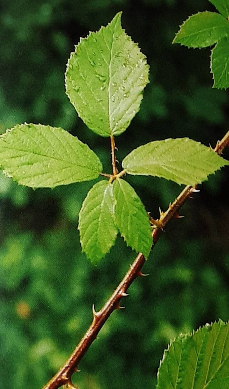 Rubus caflischii — houseplant care guide