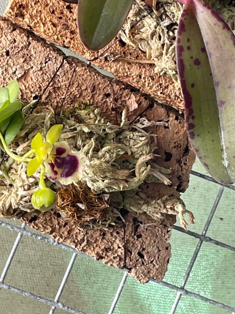 Haraella retrocalla flower