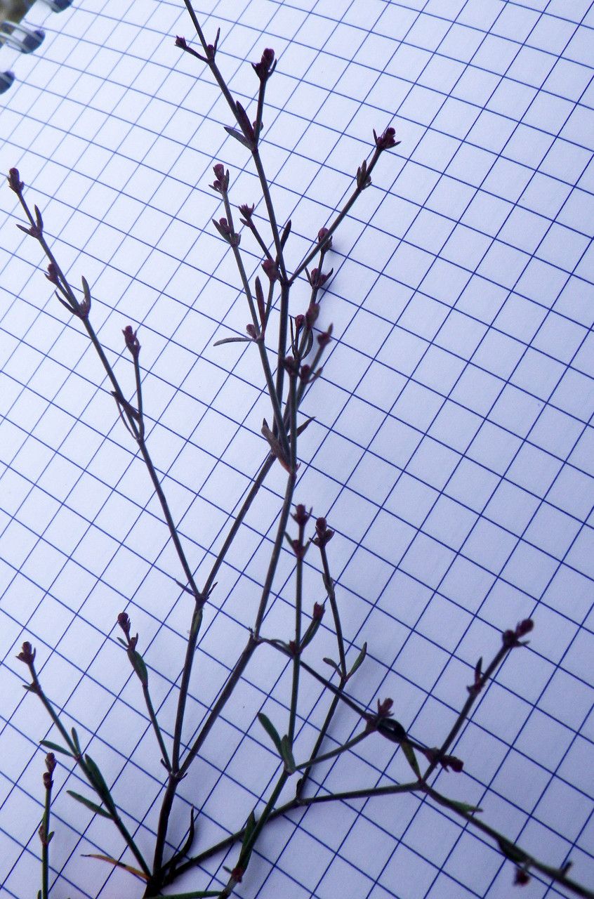 Asperula cypria habit