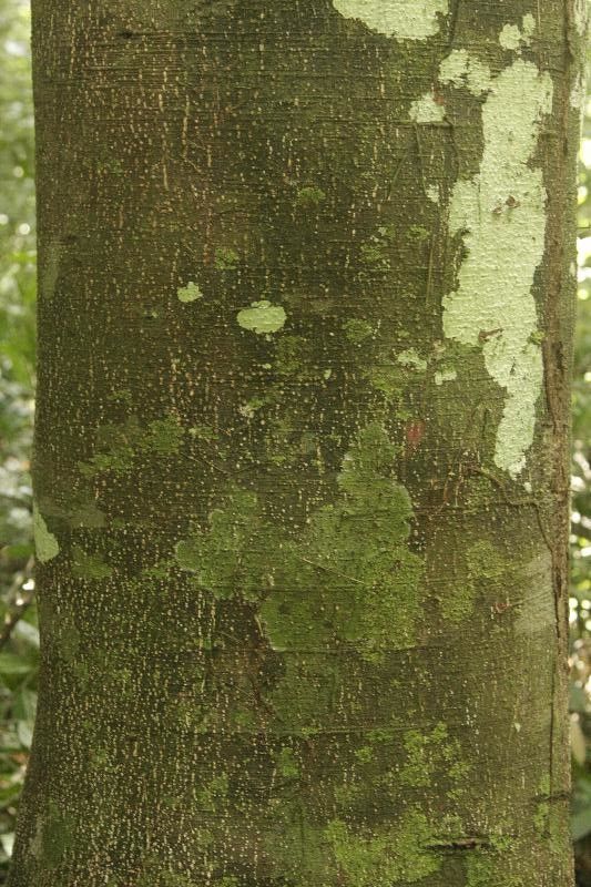 Licania canescens bark