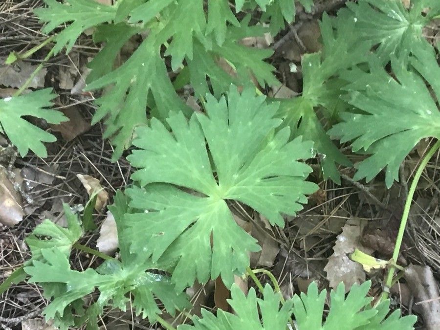 Aconitum vulparia leaf