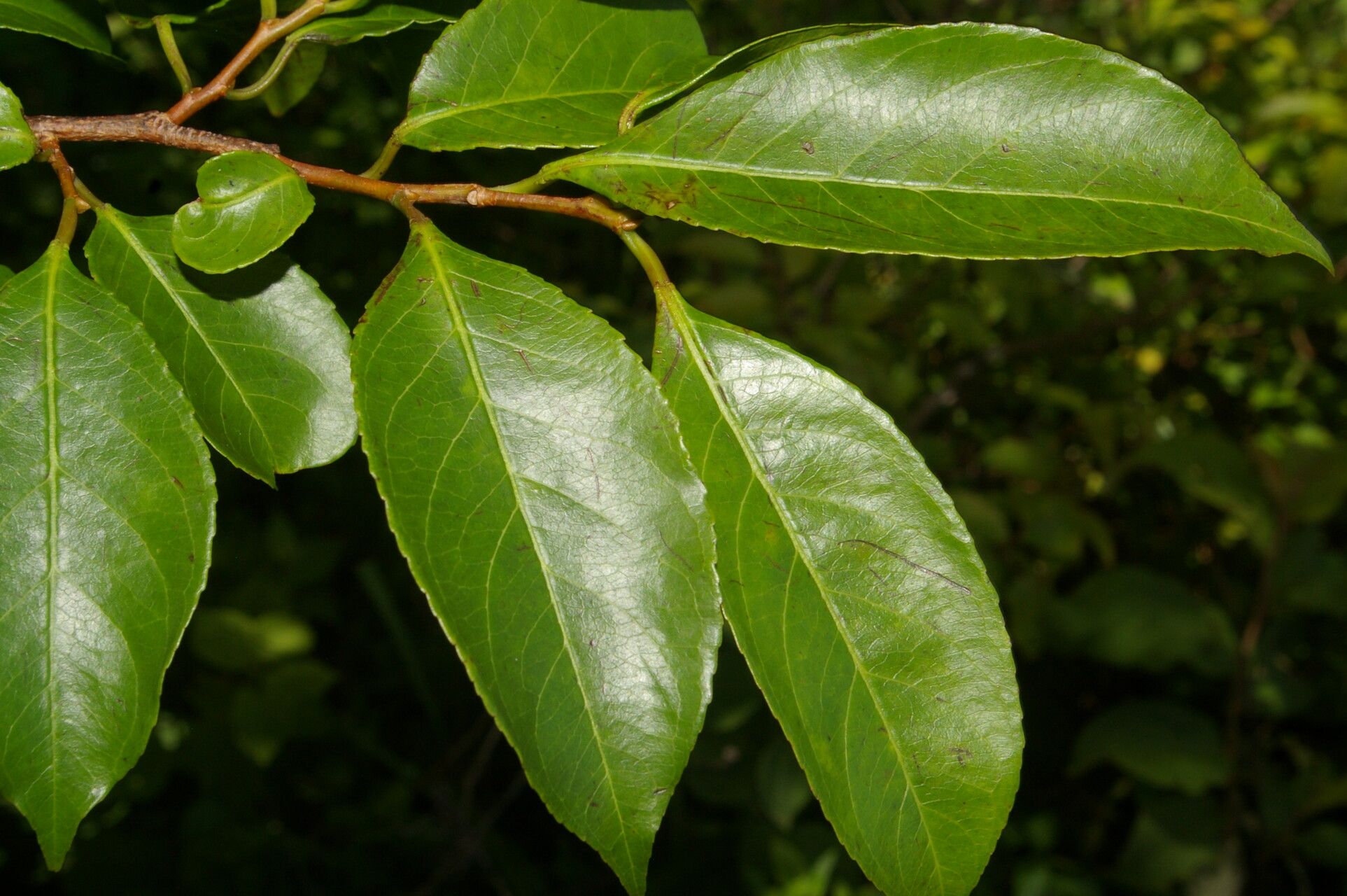 Sebastiania pavoniana — houseplant care guide