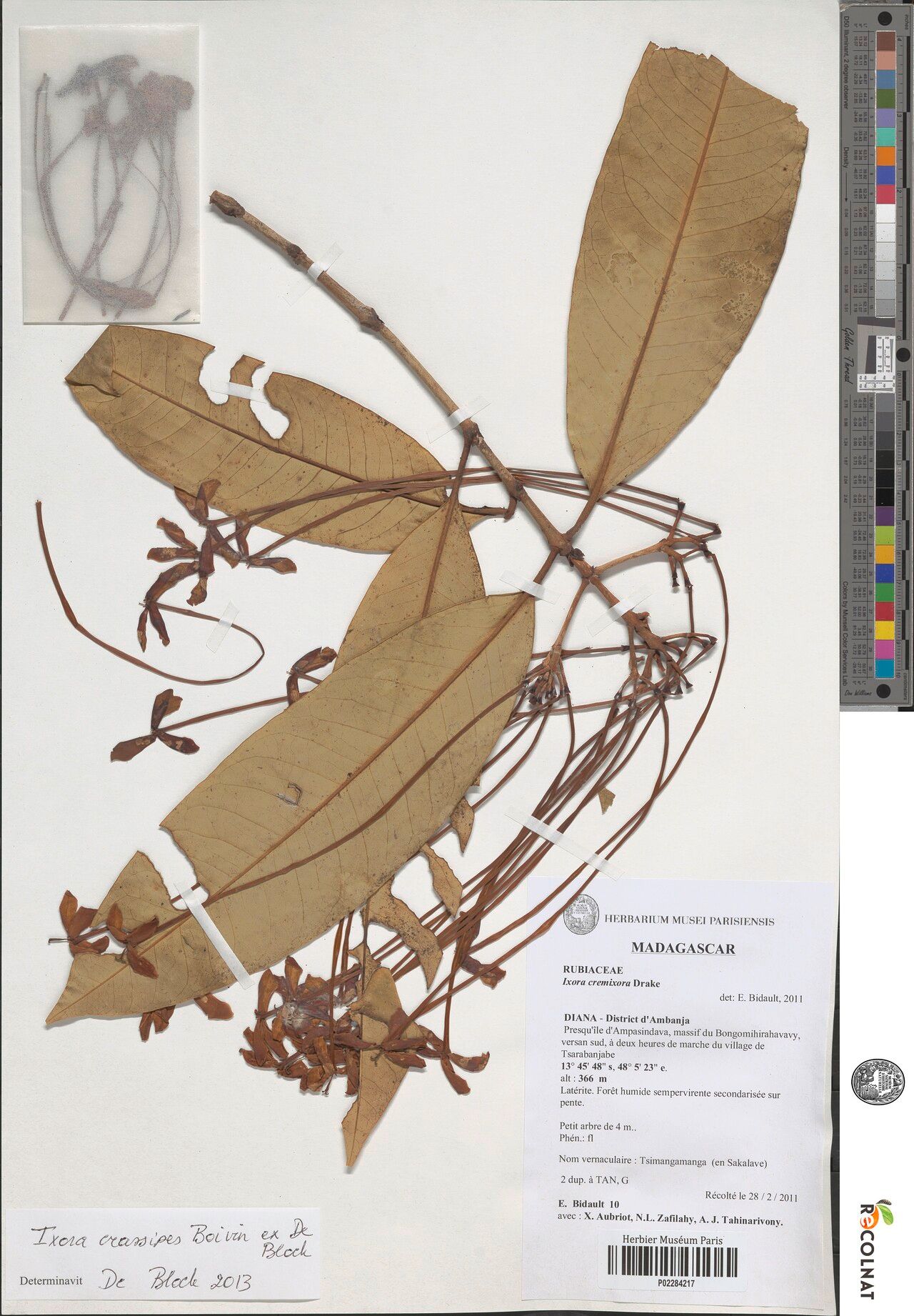 Ixora crassipes — search result for 'Ixora'