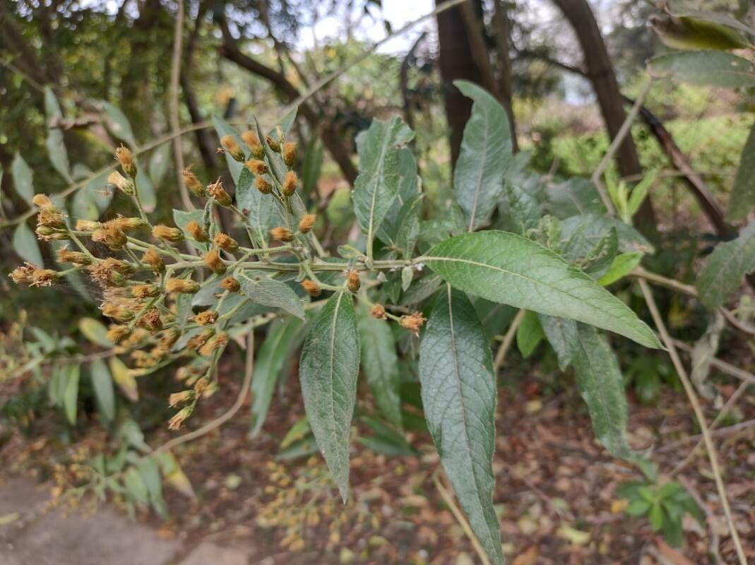 Vernonanthura tweedieana — houseplant care guide