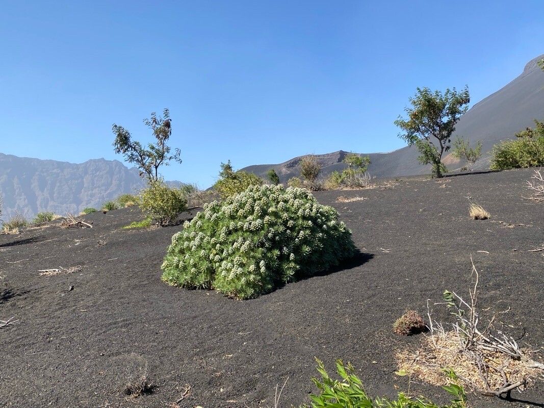 Echium vulcanorum habit