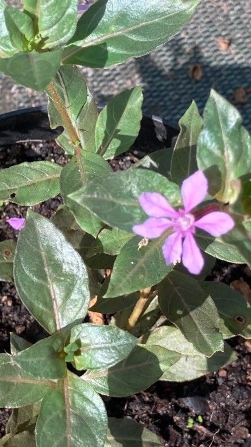 Cuphea strigulosa leaf
